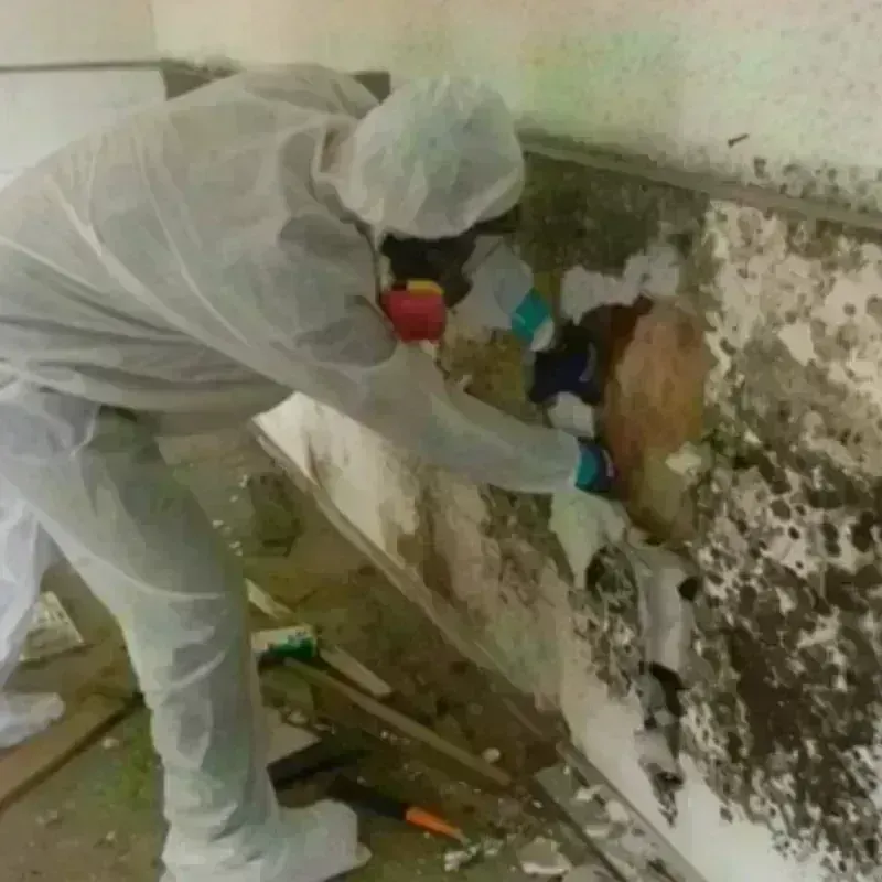 Mold Remediation and Removal in Erin, TN